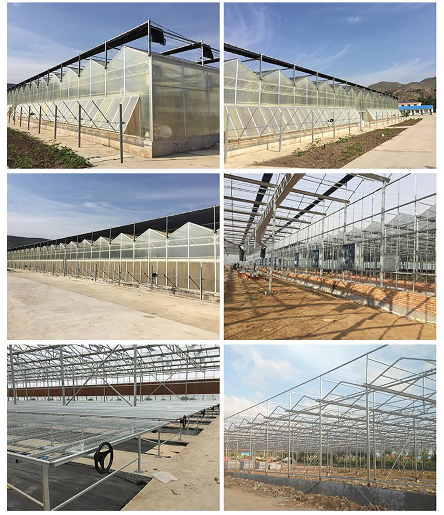 multi-span polycarbonate morden aluminium greenhouse with hydroponics system (2)